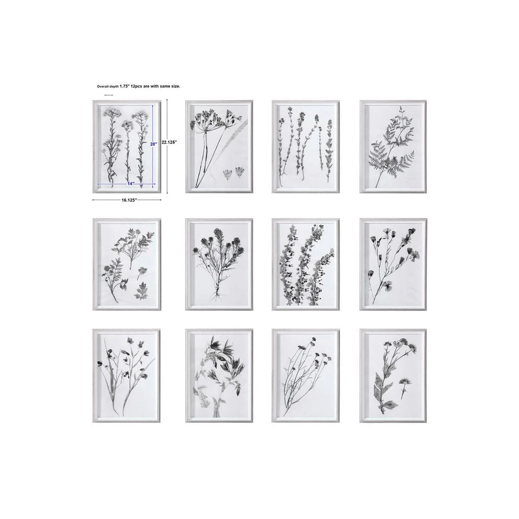 Contemporary Botanicals Framed Prints (Set of 12) I2317