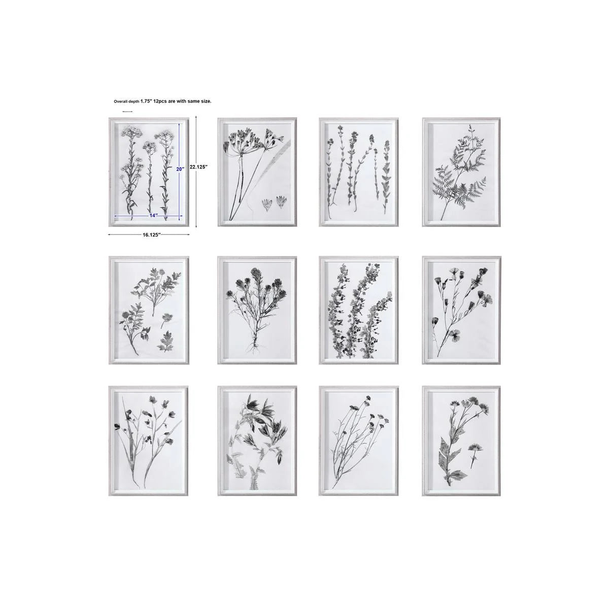 Contemporary Botanicals Framed Prints (Set of 12) I2317