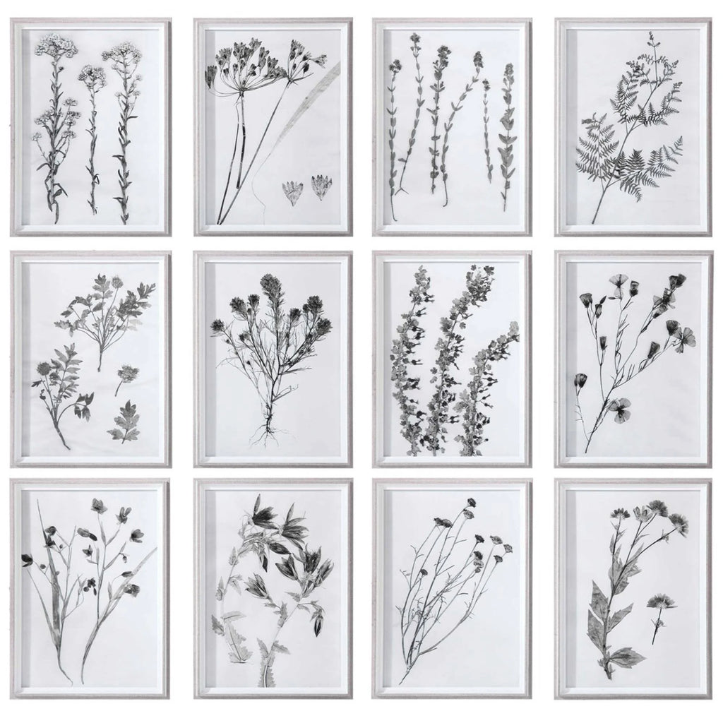 Contemporary Botanicals Framed Prints (Set of 12) I2317