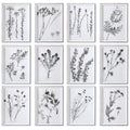 Contemporary Botanicals Framed Prints (Set of 12) I2317