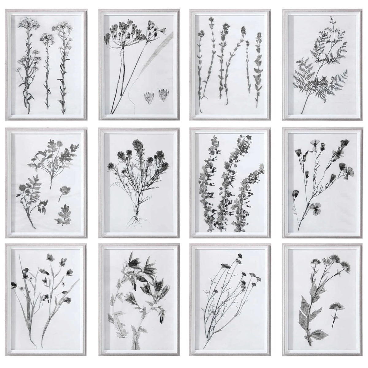Contemporary Botanicals Framed Prints (Set of 12) I2317