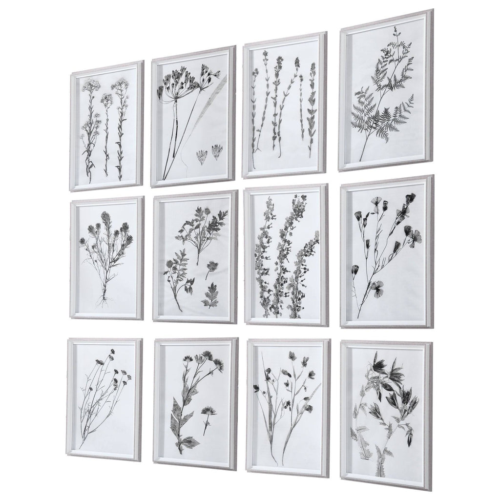 Contemporary Botanicals Framed Prints (Set of 12) I2317