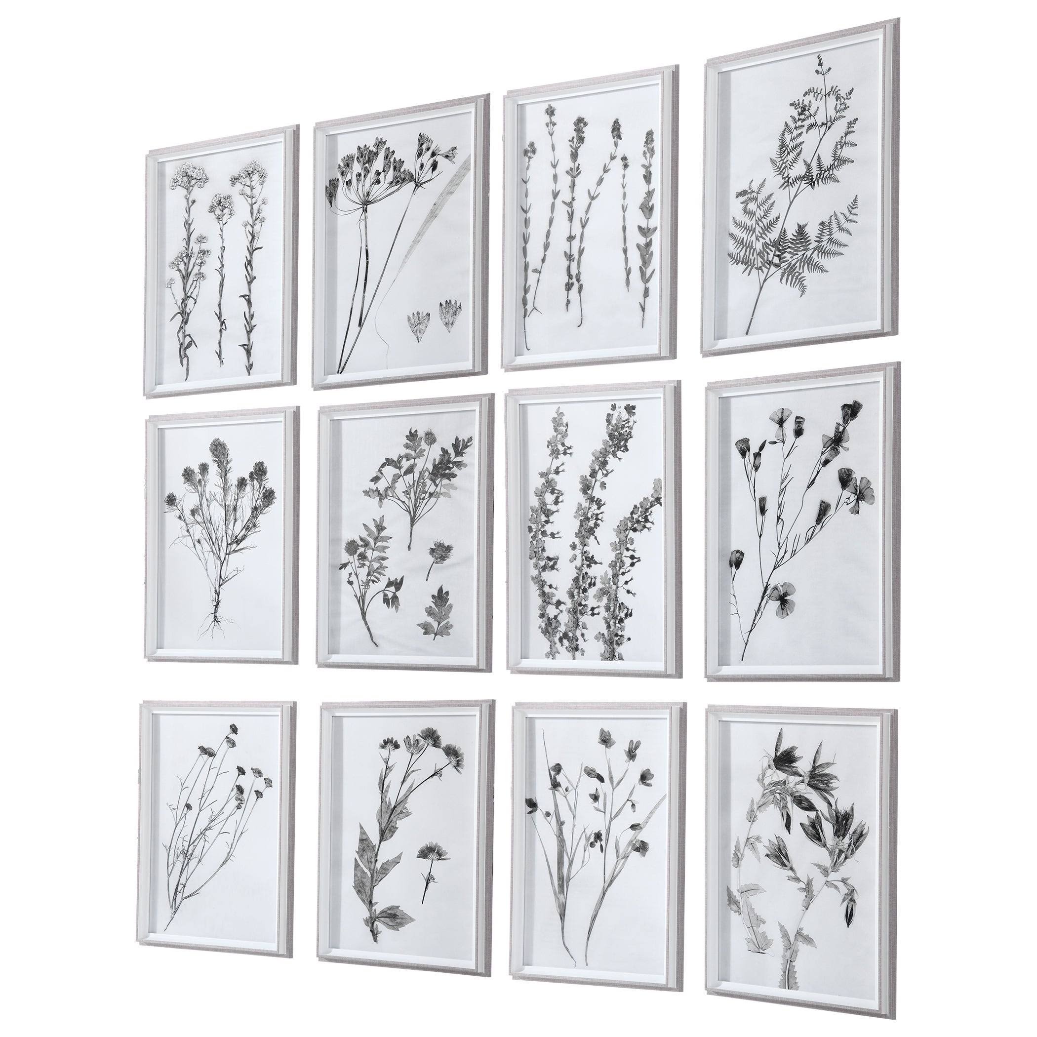 Contemporary Botanicals Framed Prints (Set of 12) I2317